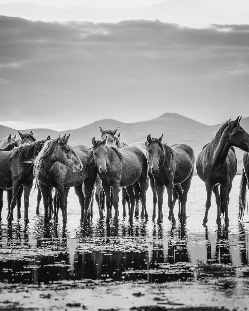 Harem de chevaux