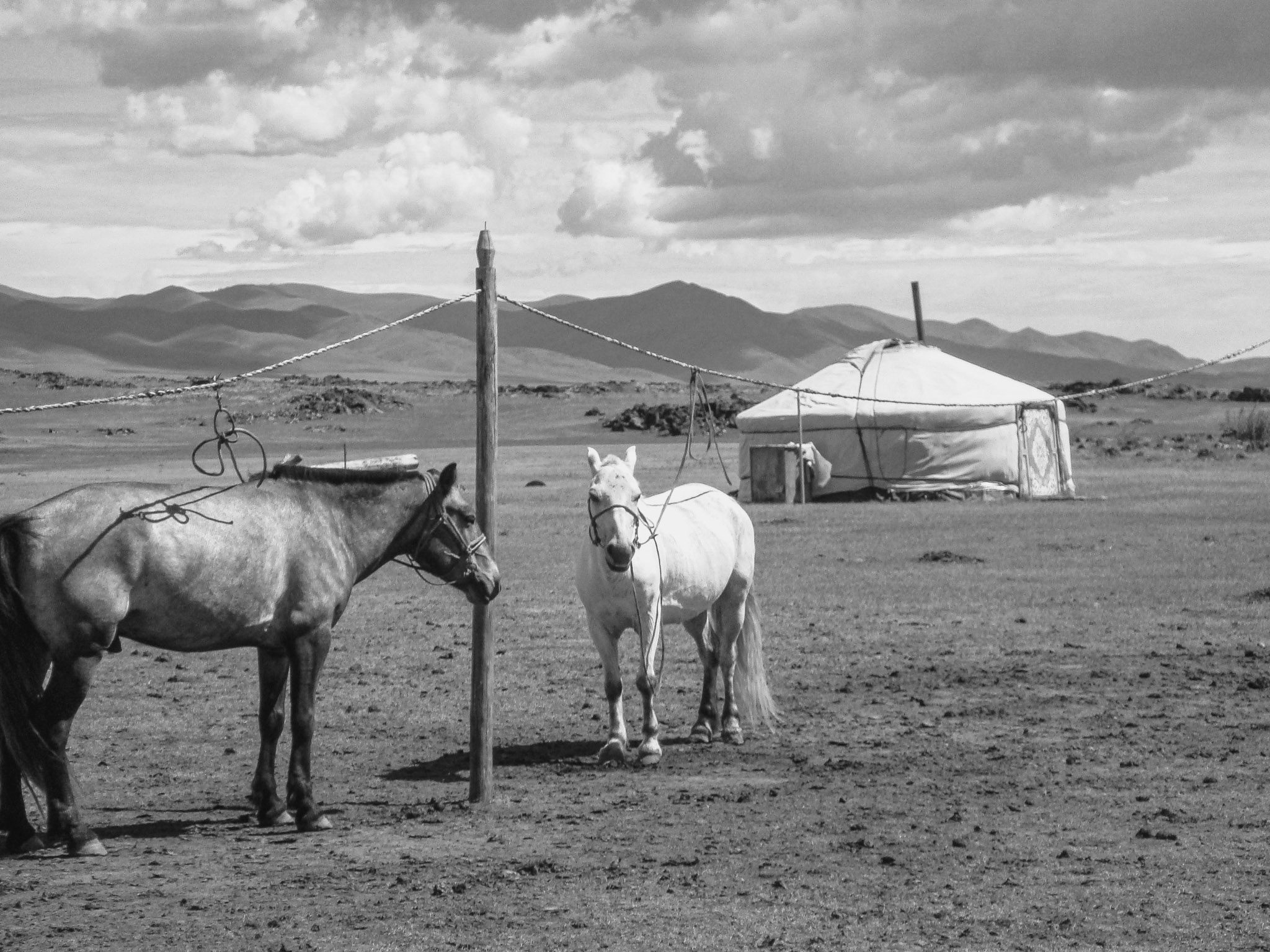 Intelligence Network a propos chevaux